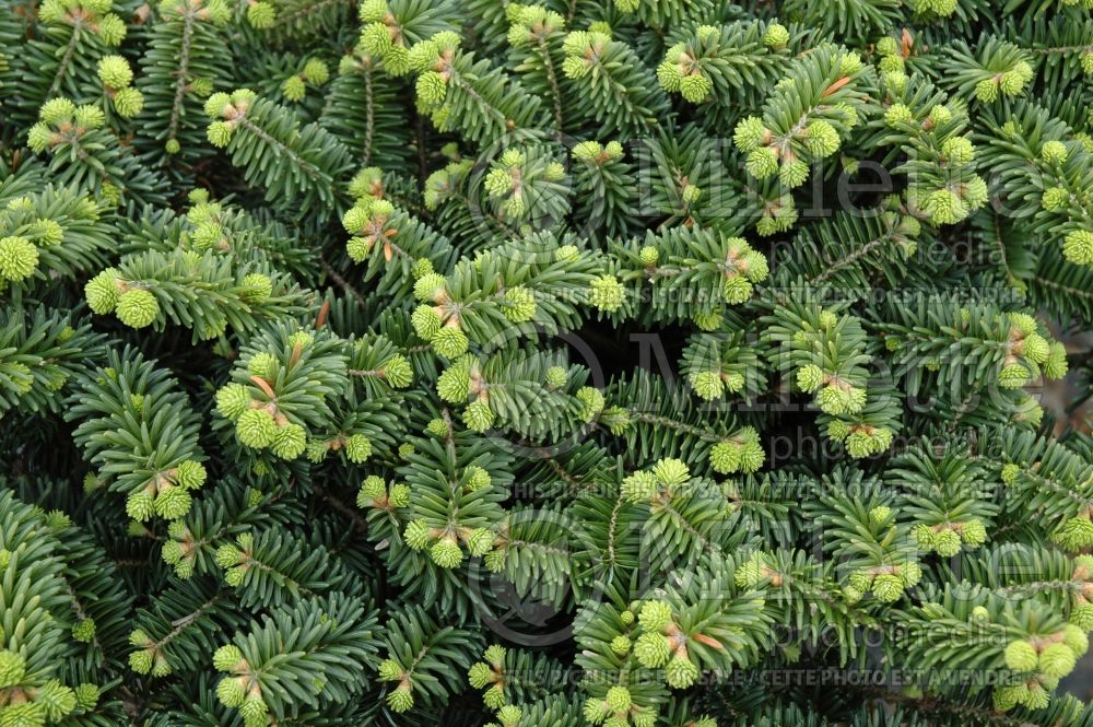 Abies Nana (Balsam fir conifer) 9  