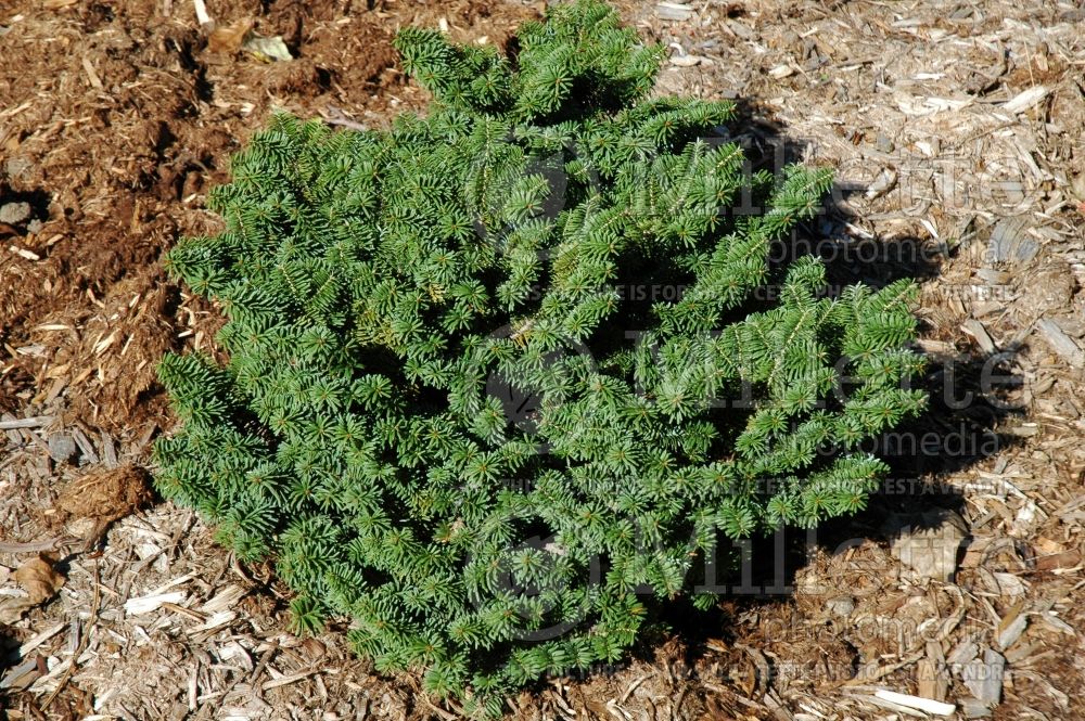 Abies Nana (Balsam fir conifer) 13 