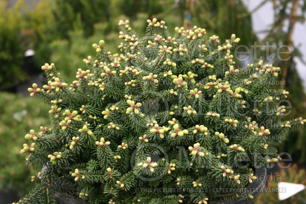 Abies Piccolo (Balsam fir conifer) 3  