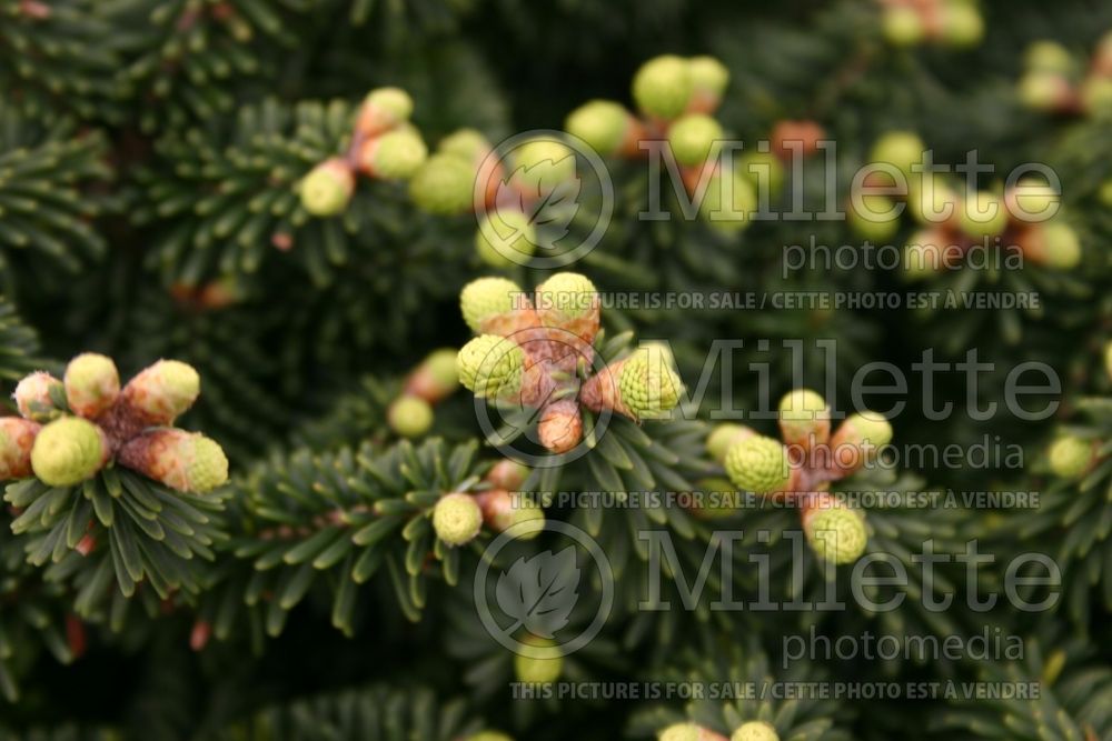 Abies Piccolo (Balsam fir conifer) 5  