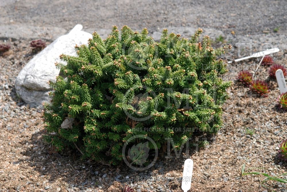 Abies Piccolo (Balsam fir conifer) 6  