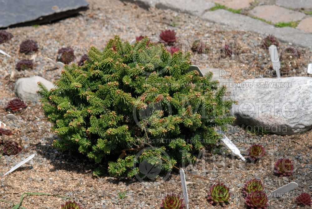 Abies Piccolo (Balsam fir conifer) 7  