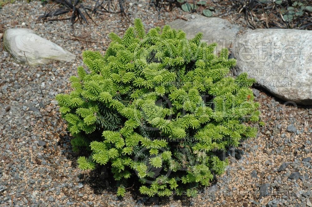 Abies Piccolo (Balsam fir conifer) 2  