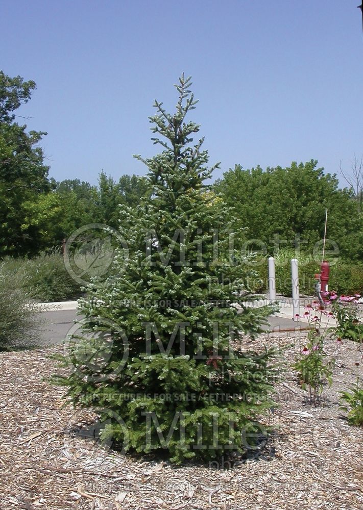 Abies balsamea var. phanerolepis (Balsam fir conifer) 4  