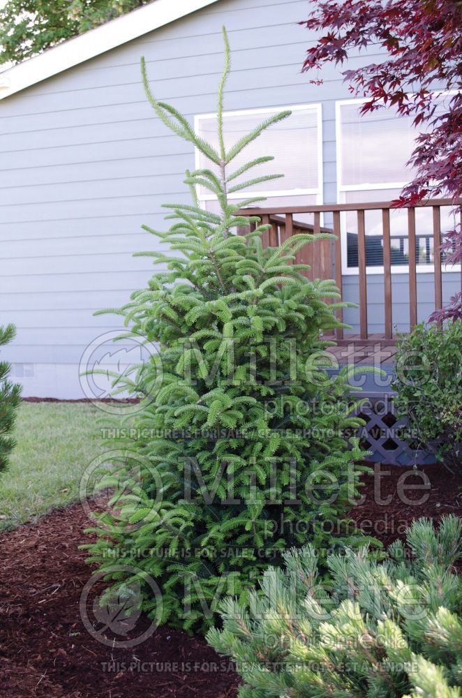 Abies balsamea var. phanerolepis (Balsam fir conifer) 5  