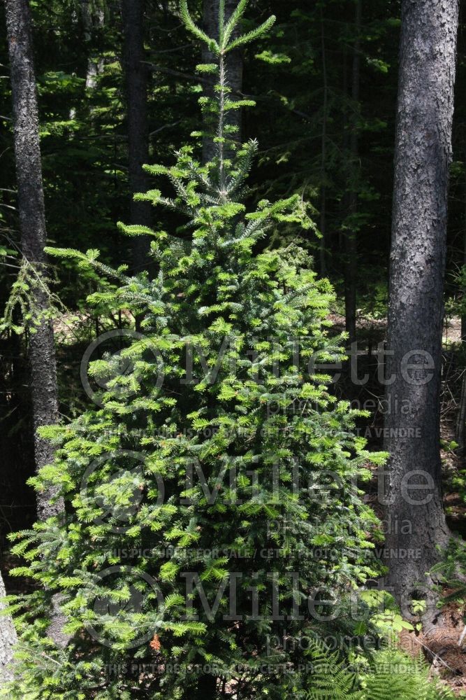 Abies balsamea var. phanerolepis (Balsam fir conifer) 1  