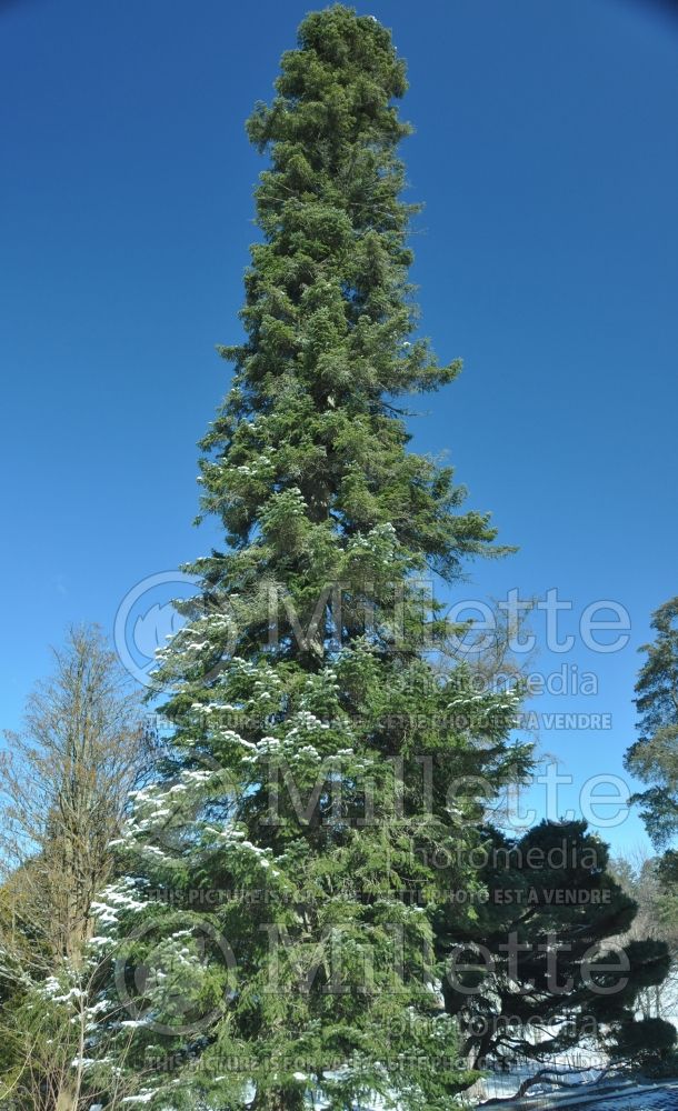 Abies cilicica (Taurus fir or Cilicia fir conifer) 1 