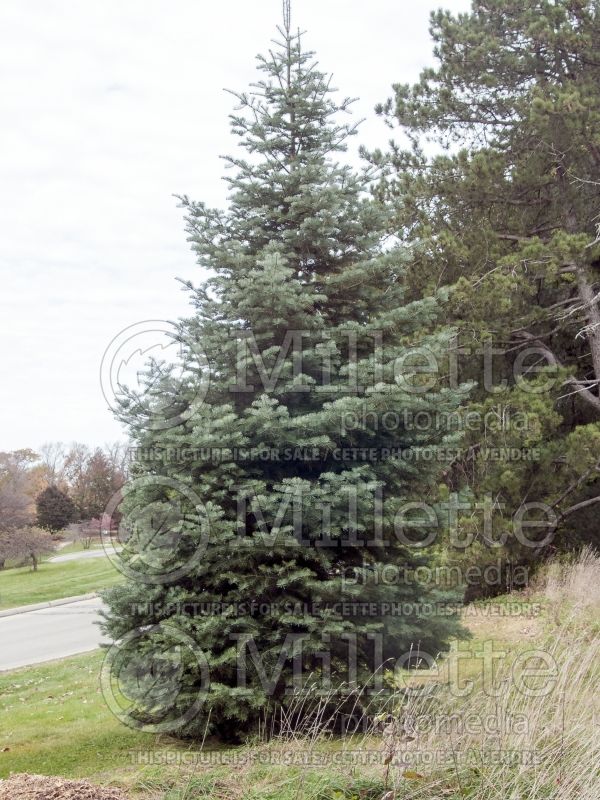 Abies concolor (White Fir conifer) 1