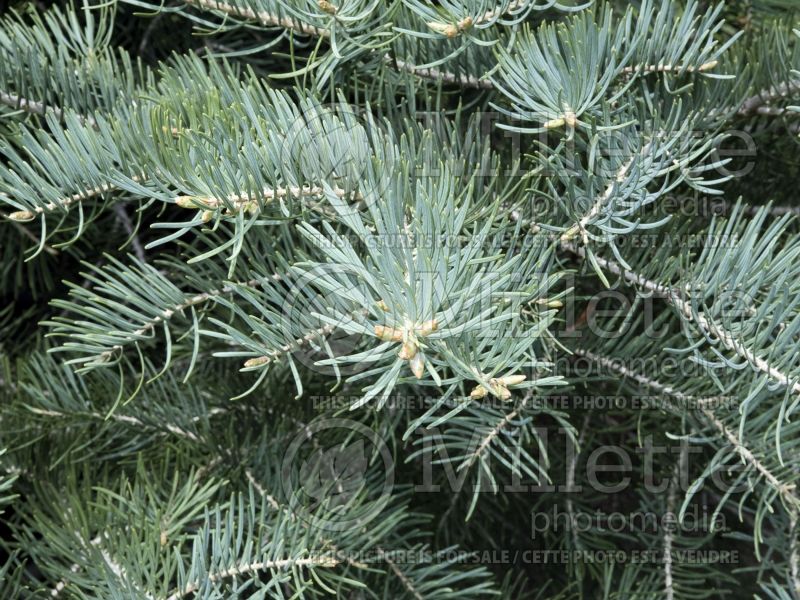 Abies concolor (White Fir conifer) 2