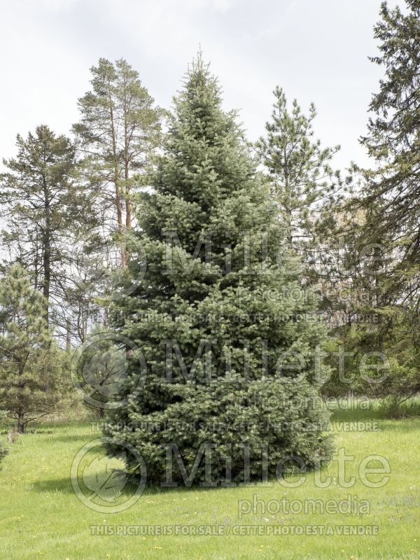 Abies concolor (White Fir conifer) 3