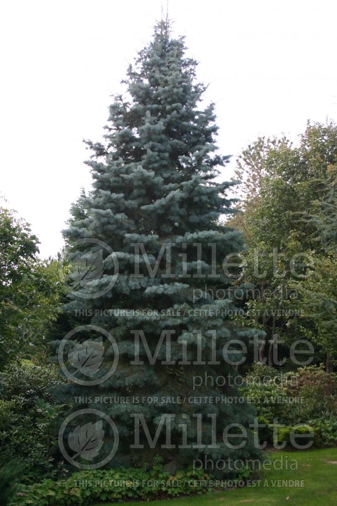 Abies concolor (Colorado white fir conifer)  5