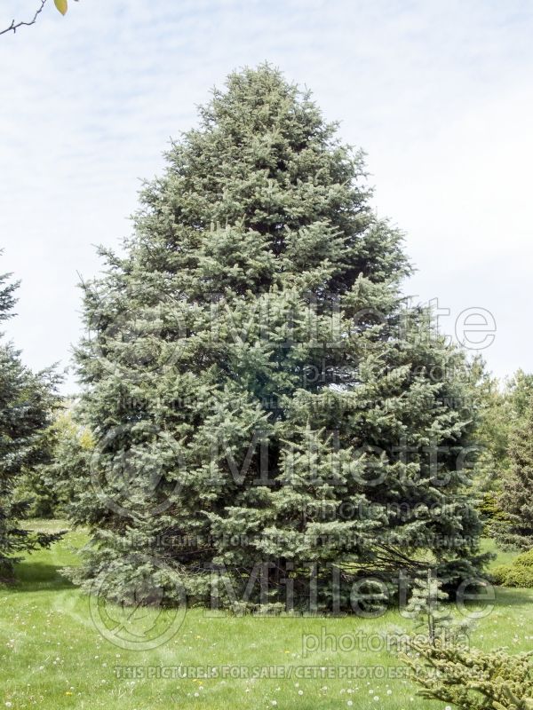 Abies concolor (White Fir conifer) 4