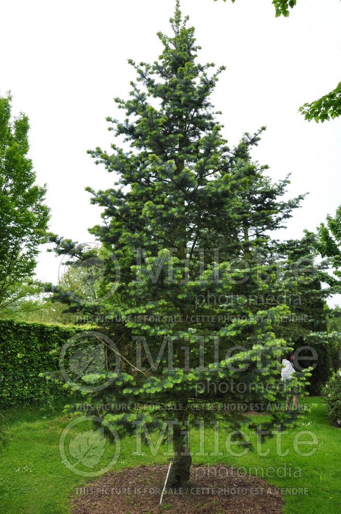 Abies Argentea or Candicans (Argentea White Fir conifer) 2 