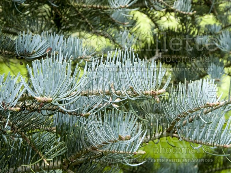 Abies Argentea or Candicans (Argentea White Fir conifer) 8 