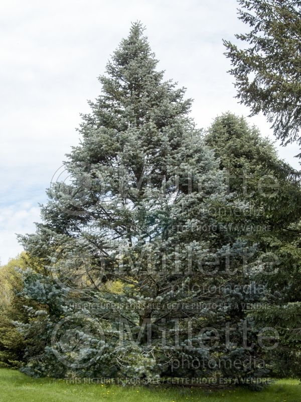 Abies Argentea or Candicans (Argentea White Fir conifer) 9 