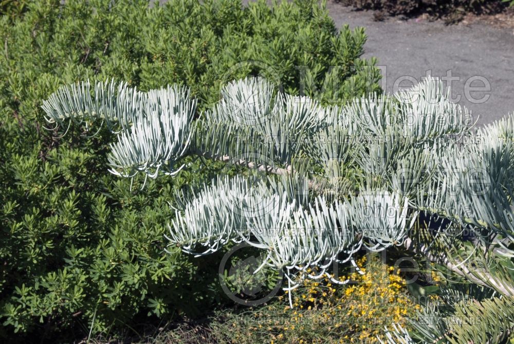 Abies Argentea or Candicans (Argentea White Fir conifer) 5 