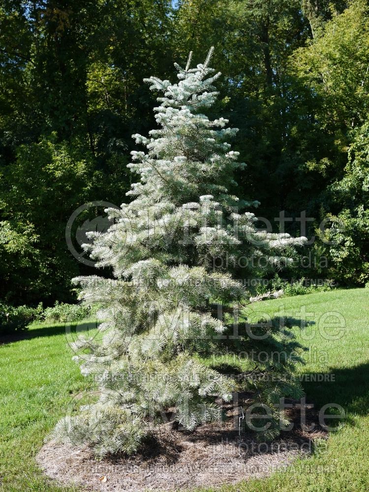 Abies Blue Cloak (White Fir conifer) 5 