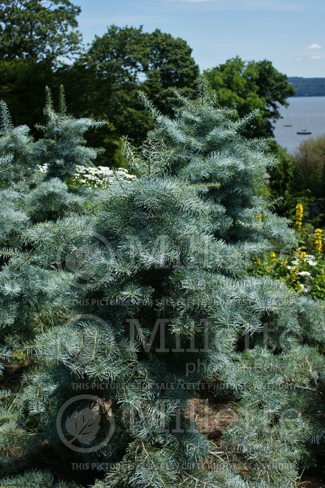 Abies Blue Cloak (White Fir conifer) 3 