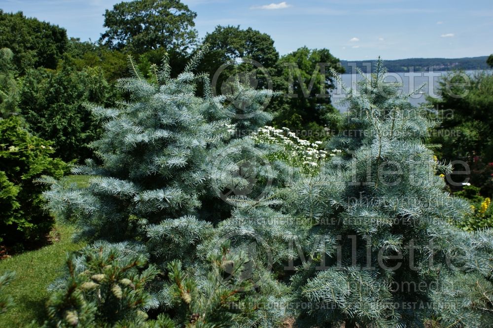 Abies Blue Cloak (White Fir conifer) 4 