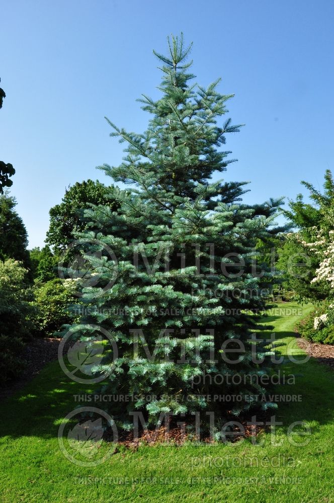 Abies Argentea or Candicans (Argentea White Fir conifer) 3 