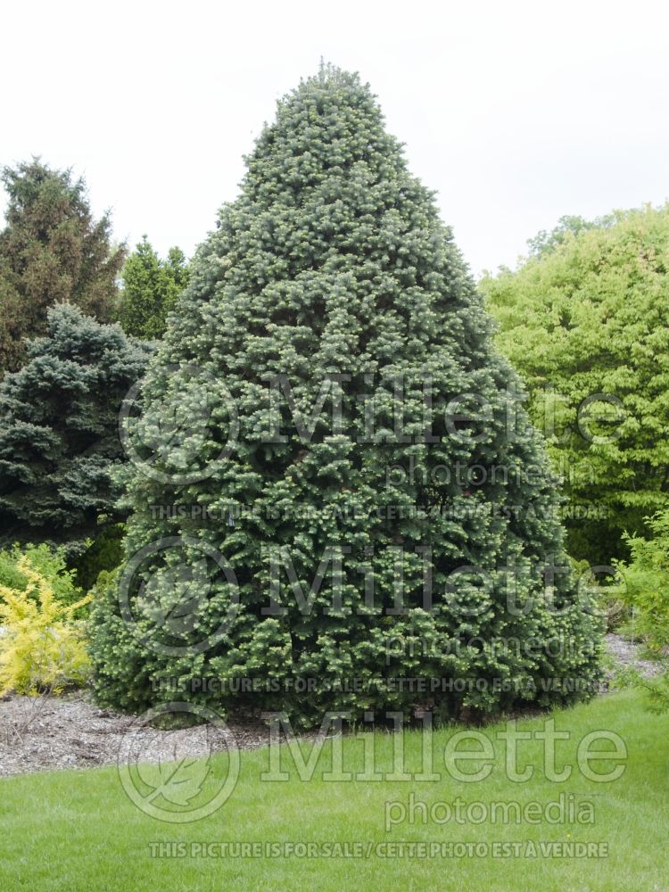 Abies Compacta (White Fir conifer - sapin) 3