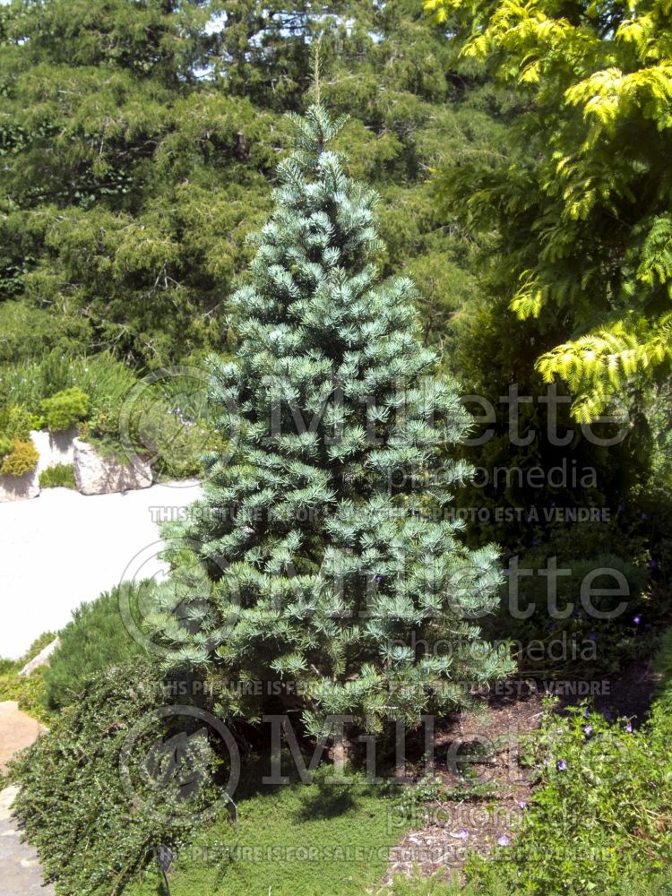 Abies Compacta (White Fir conifer - sapin) 4