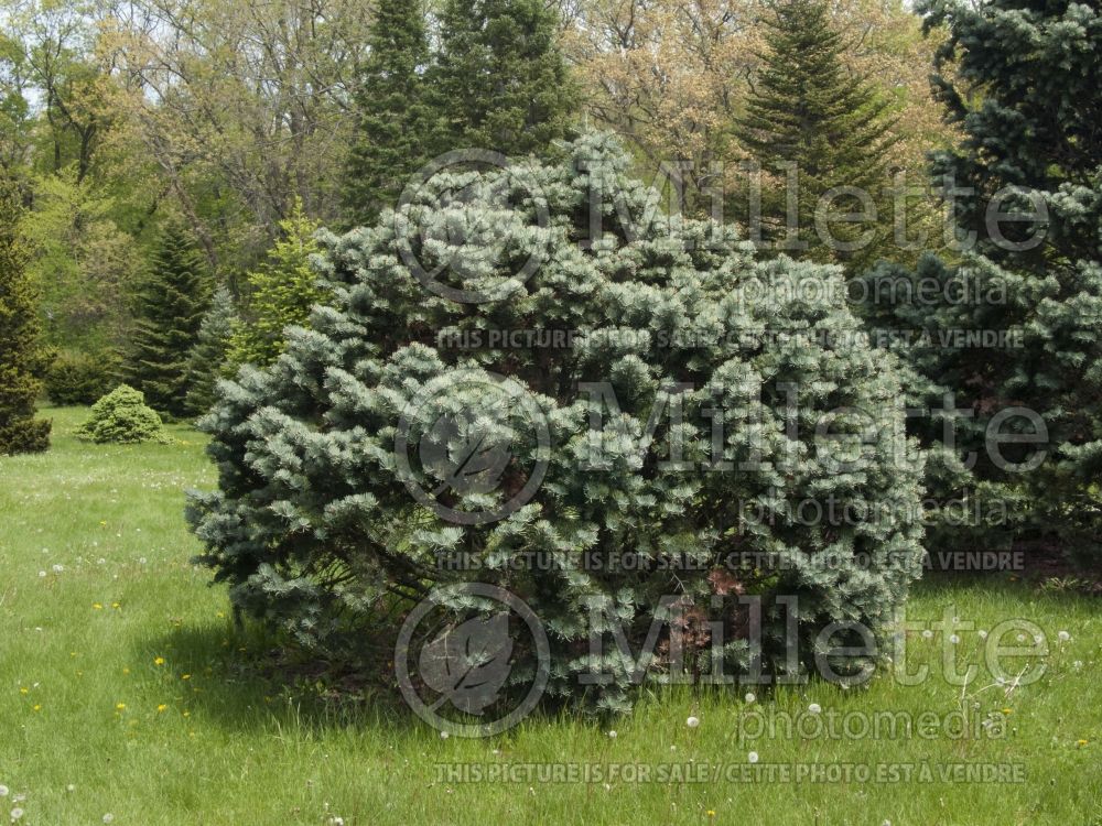 Abies Compacta (White Fir conifer) Abies Compacta (White Fir conifer - sapin) 5