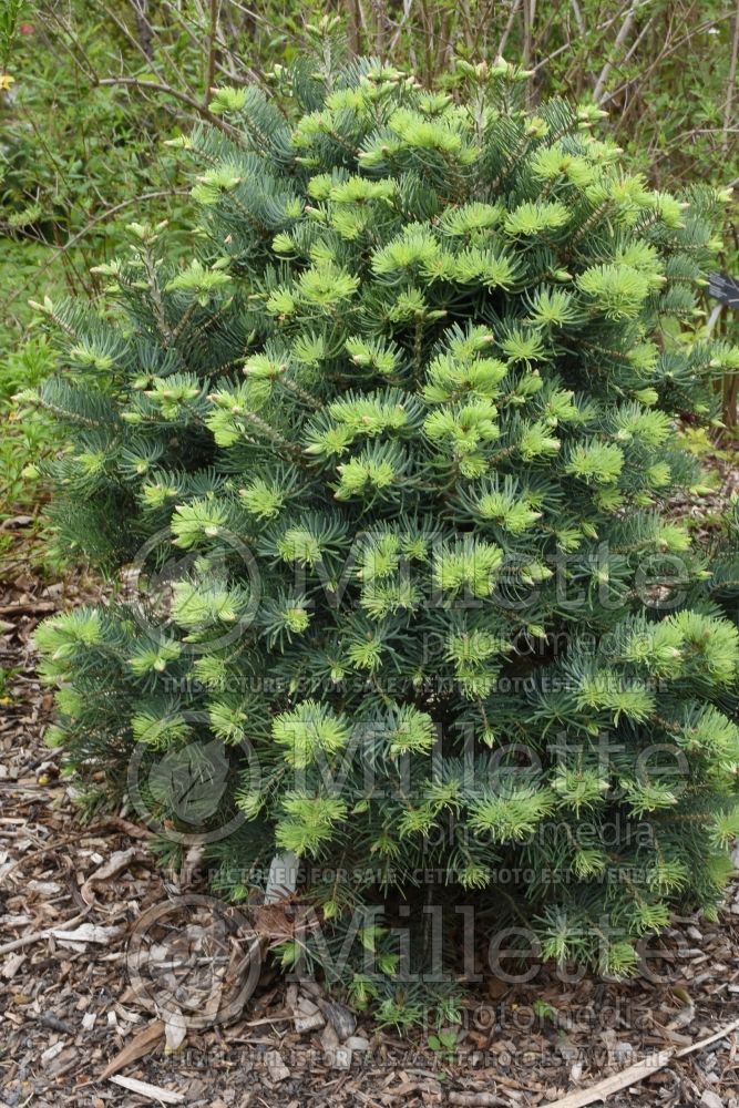 Abies Compacta (White Fir conifer - sapin) 6