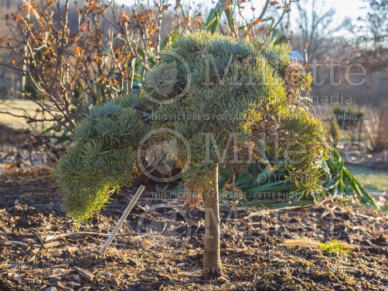 Abies Hosta La Vista (White Fir conifer) 1