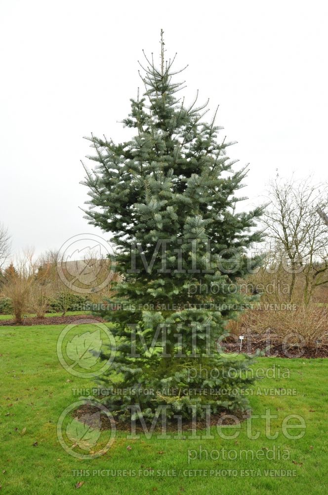 Abies Wattezii (White Fir conifer) 1 