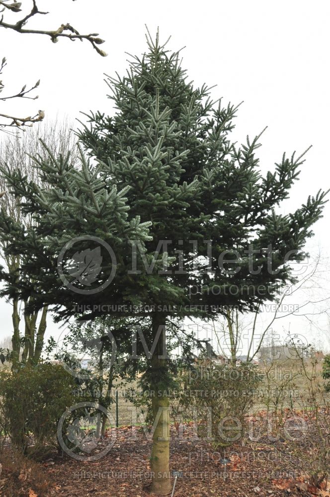 Abies Green Giant (White Fir conifer) 1 