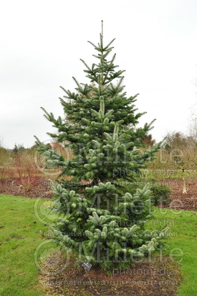 Abies nordmanniana subsp. equitrojani. (Turkish Fir conifer) 1 