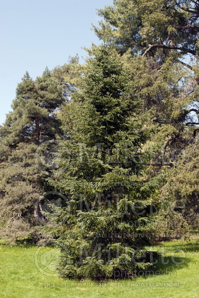 Abies fraseri (Fraser fir conifer) 2
