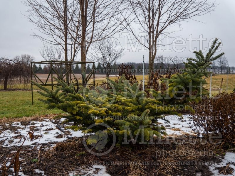 Abies Klein's Nest aka Klein's Dwarf (White Fir conifer) 1