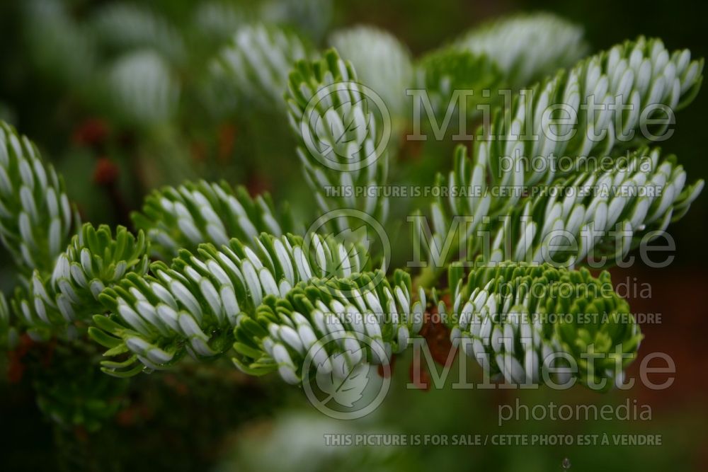 Abies koreana (Korean fir conifer)  2