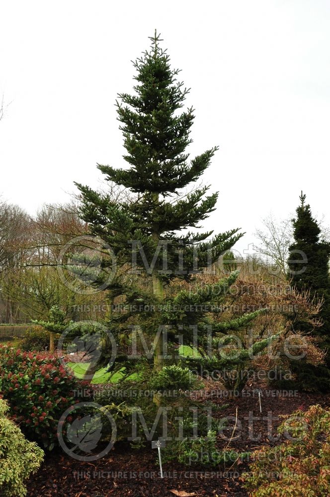 Abies Aurea (Korean Fir  conifer) 1 