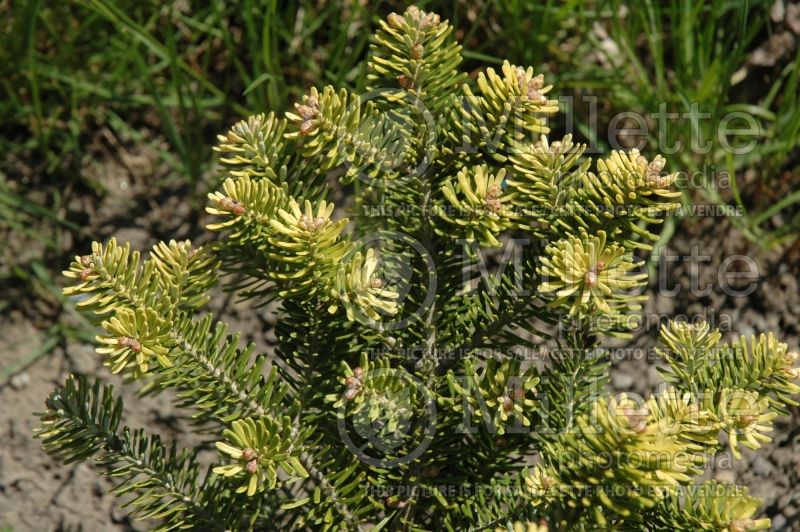 Abies Aurea (Korean Fir  conifer) 2 