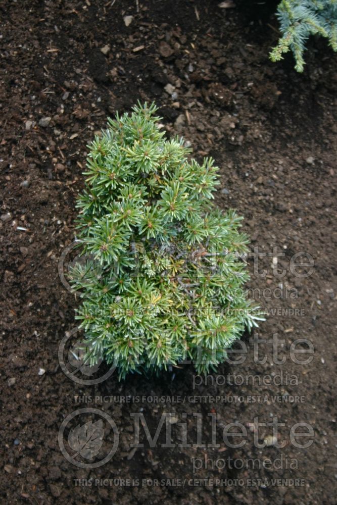 Abies Blauer Eskimo (Korean fir conifer - sapin) 3 