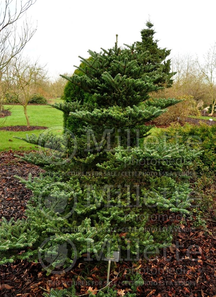 Abies Blue Emperor (Korean fir conifer) 1 