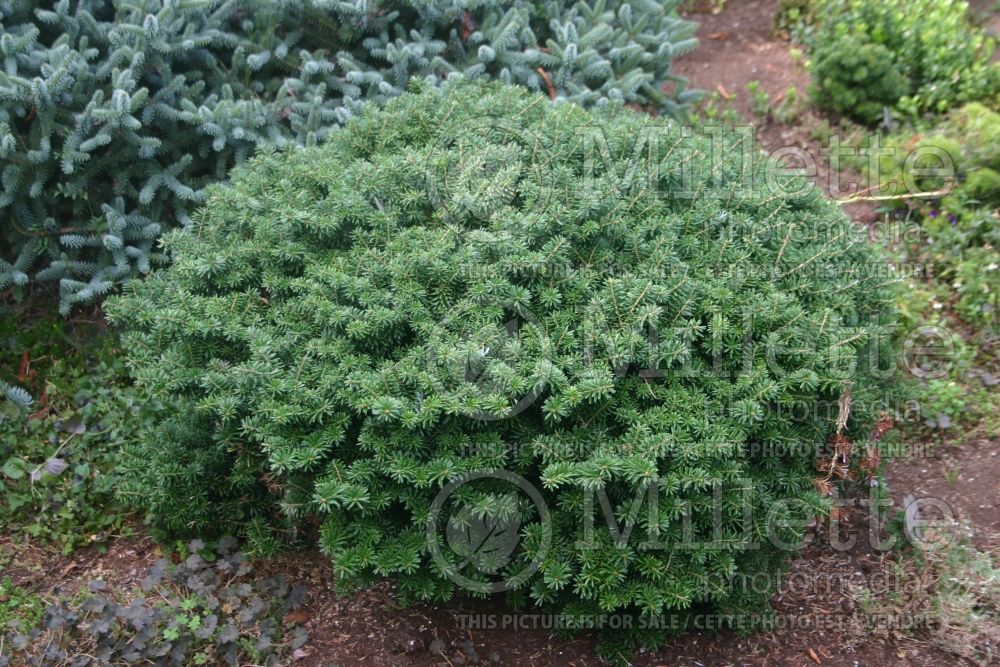 Abies Cis (Korean fir conifer - sapin) 1 