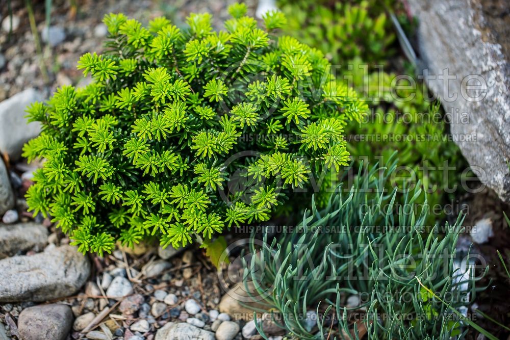 Abies Cis (Korean fir conifer - sapin) 2 