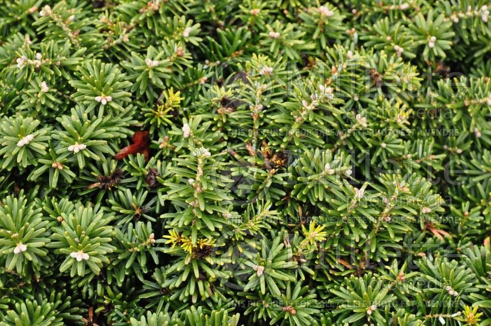 Abies Cis (Korean fir conifer - sapin) 5