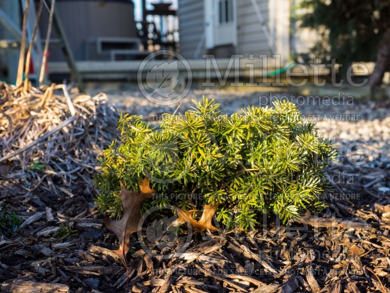 Abies Cis (Korean fir conifer - sapin) 3 