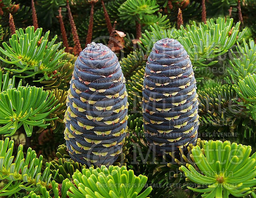 Abies koreana - cones (Korean fir conifer) 1 