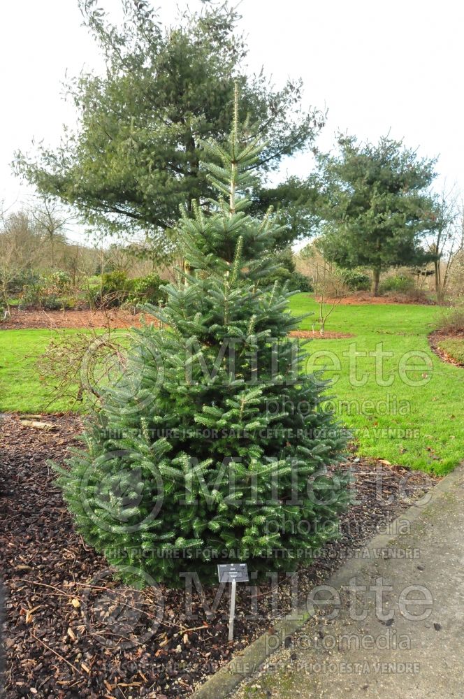 Abies Diskus (Korean fir conifer) 1 