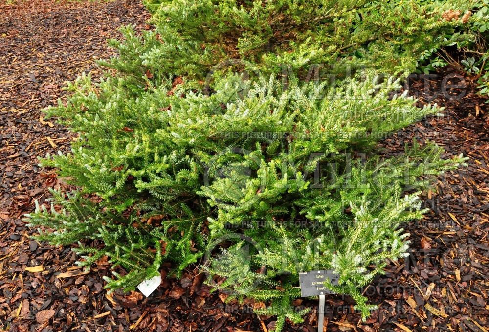 Abies Frosty (Korean fir conifer) 1 