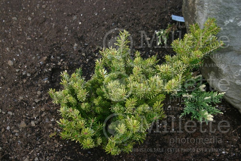 Abies Golden Dream (Korean fir conifer) 1 