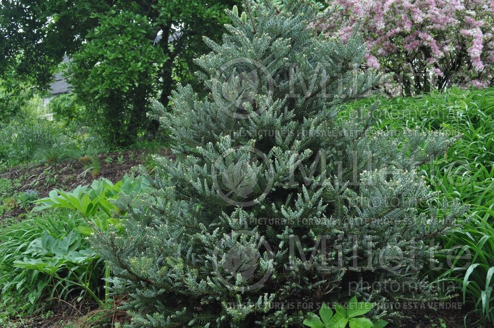 Abies Horstmann's Silberlocke (Korean fir conifer) 5