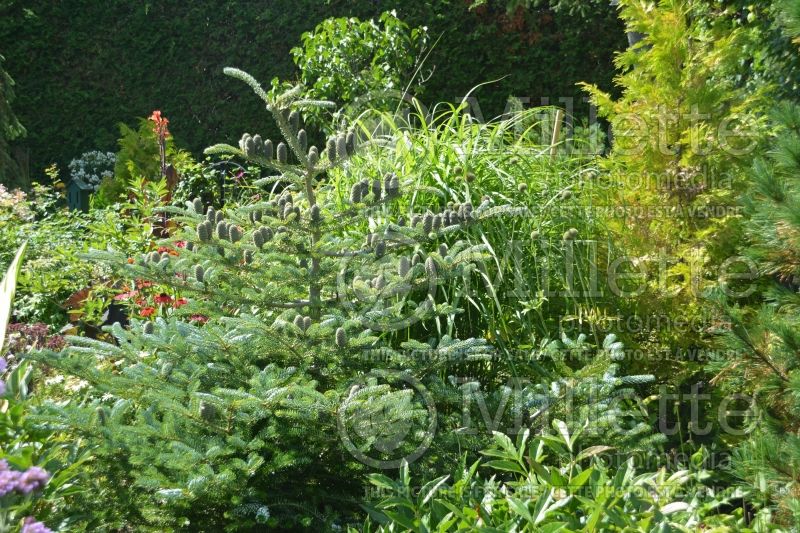 Abies Horstmann's Silberlocke (Korean fir conifer) 7