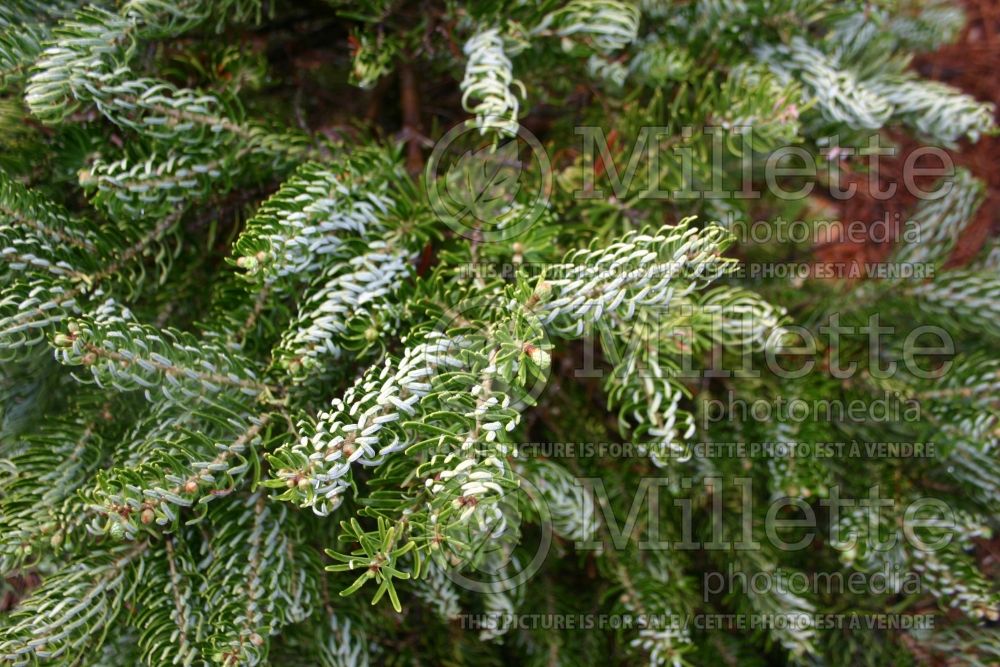 Abies Horstmann's Silberlocke (Korean fir conifer) 4